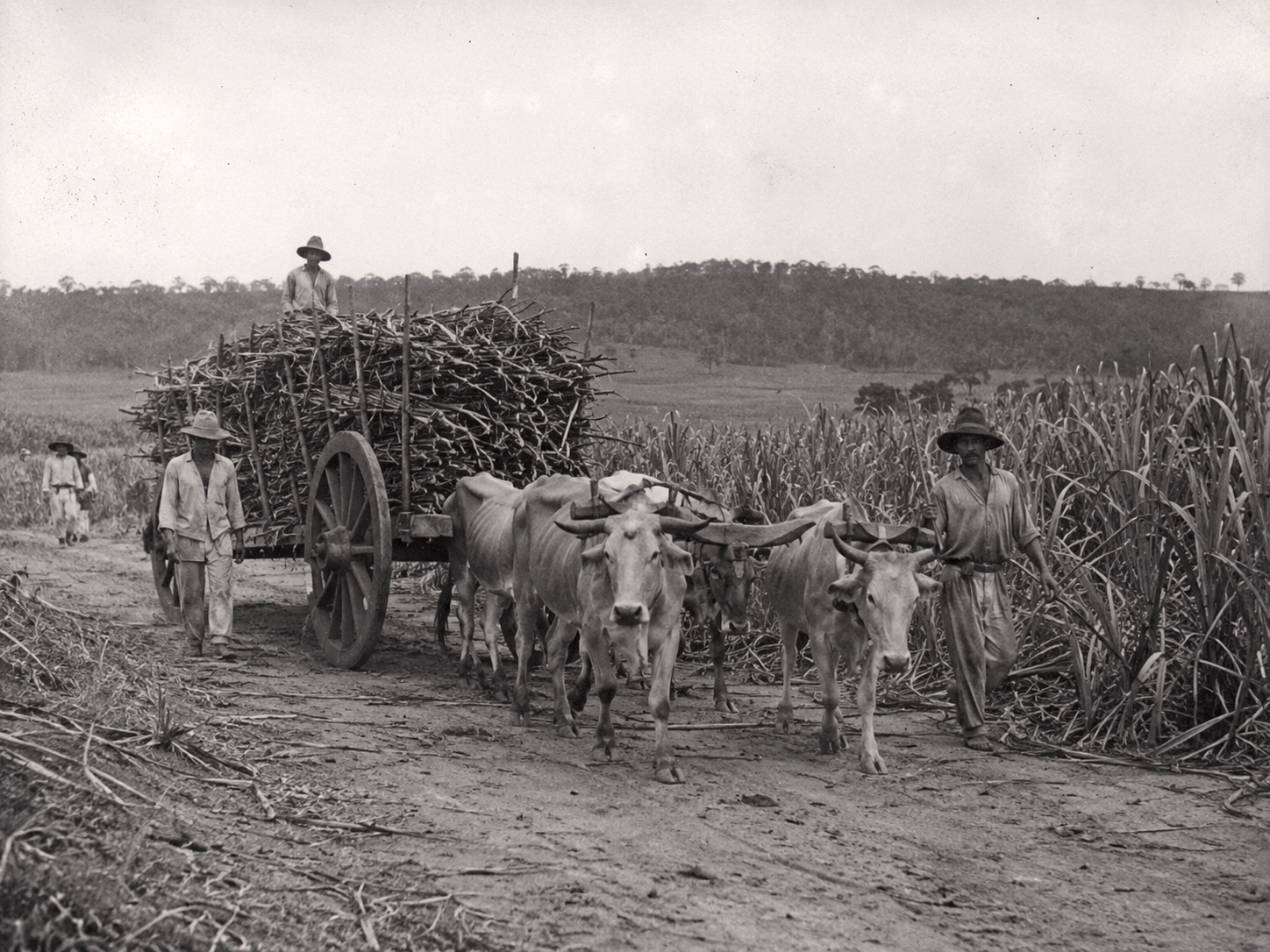 Cachaça Artesanal Digolin — história e família